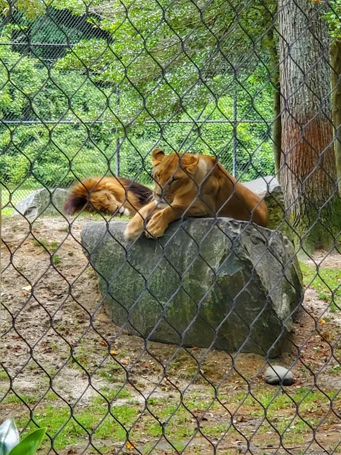 Tree To Tree Cape May photo 2