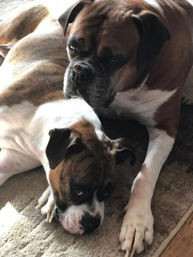 Two Rivers Animal Hospital