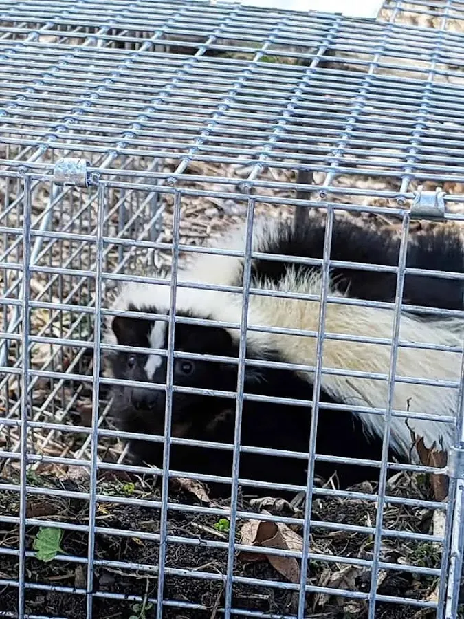 UFO Nuisance Wildlife Control, LLC photo 2