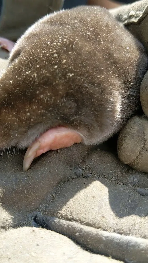 UFO Nuisance Wildlife Control, LLC photo 3