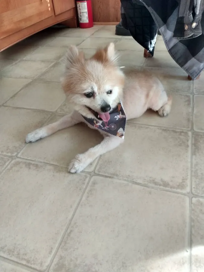 Urban Tails Grooming photo 2