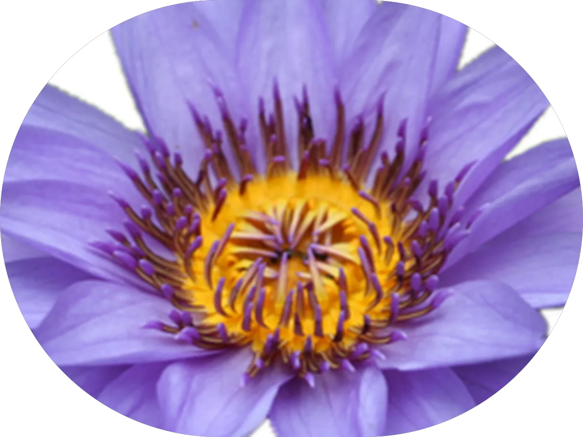 Val Gallagher Real Estate Agent - Legacy Homes Group photo 3