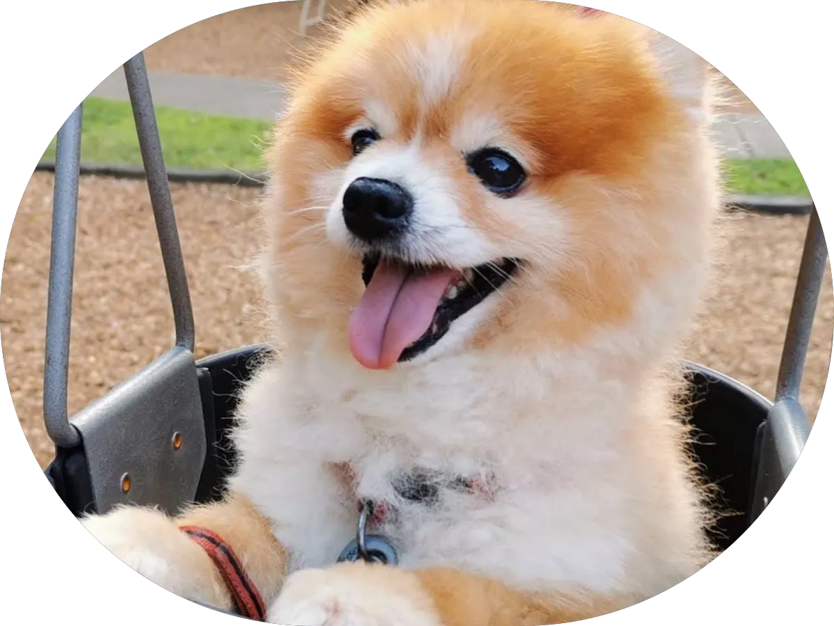 Valet Auto Wash Burlington photo 4