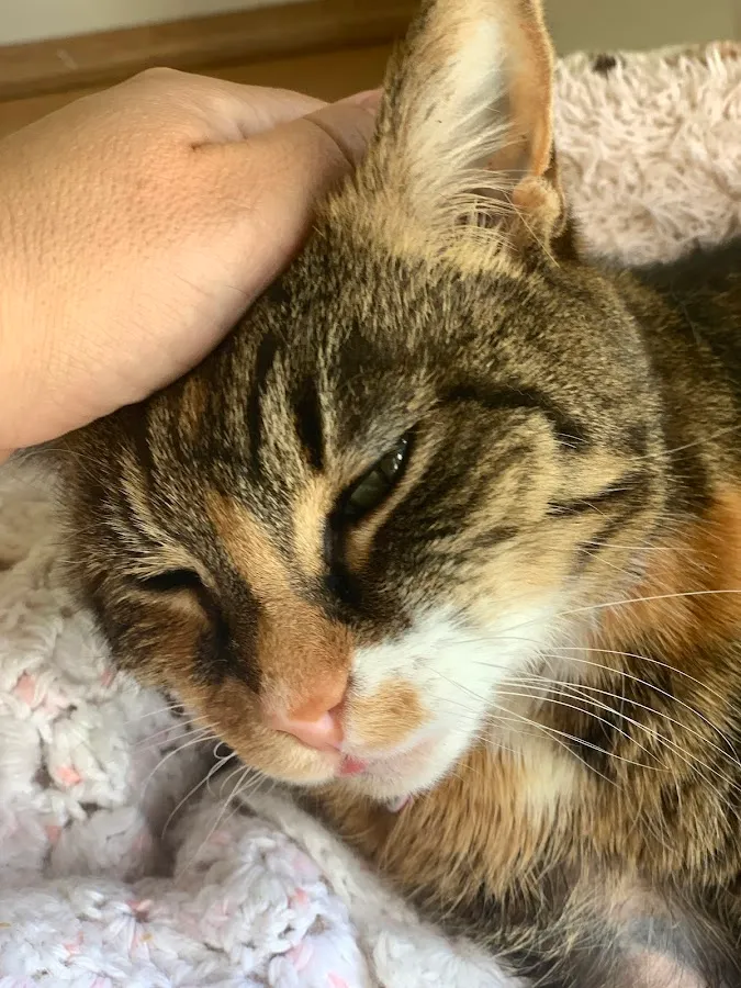 VCA Garden State Animal Hospital photo 3