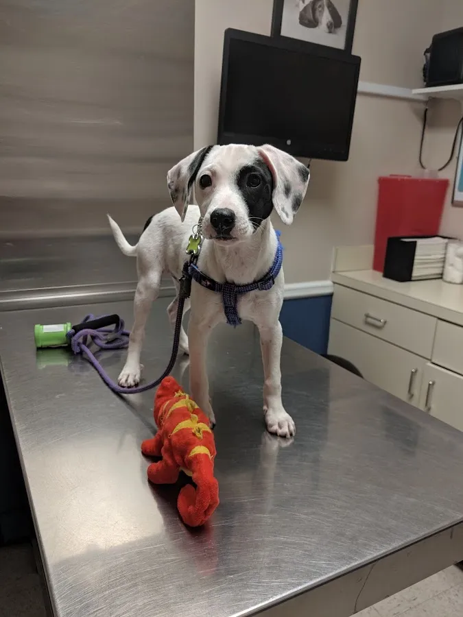 VCA Iselin Animal Hospital