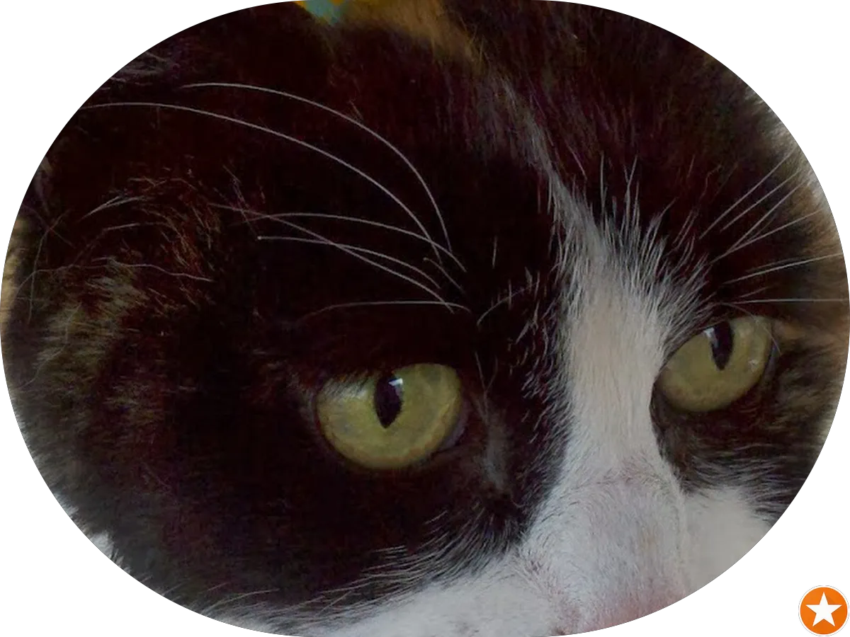 VCA Maple Shade Animal Hospital