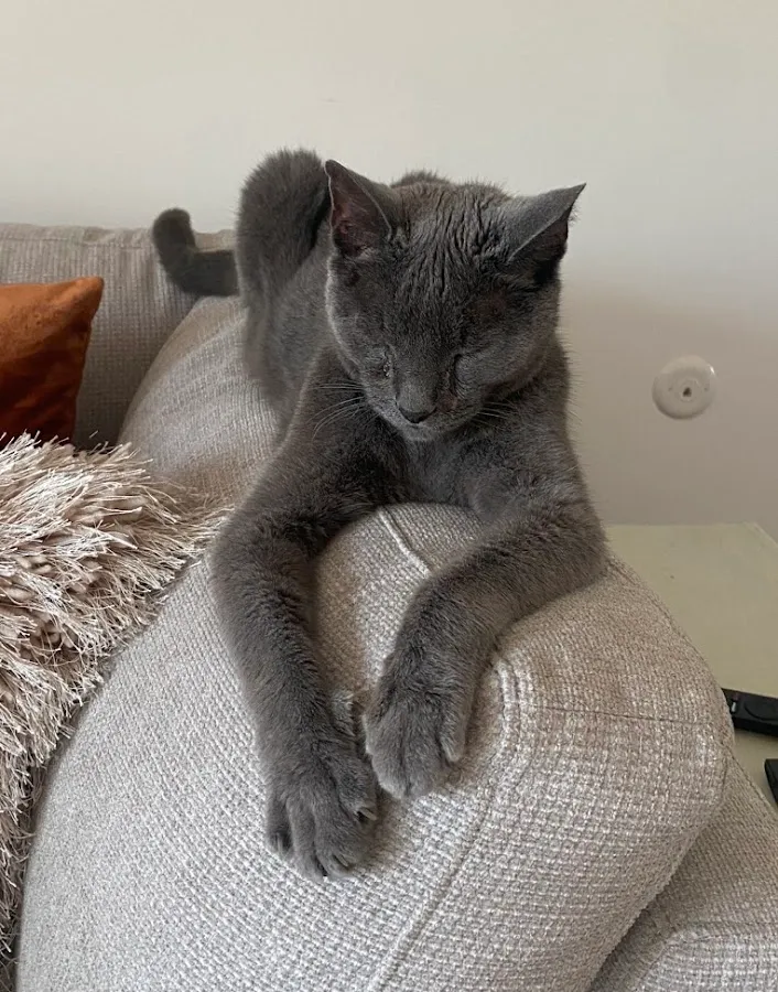 VCA Ocean County Animal Hospital photo 2