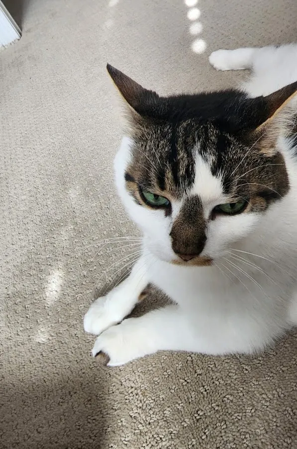 VCA Ocean County Animal Hospital photo 4