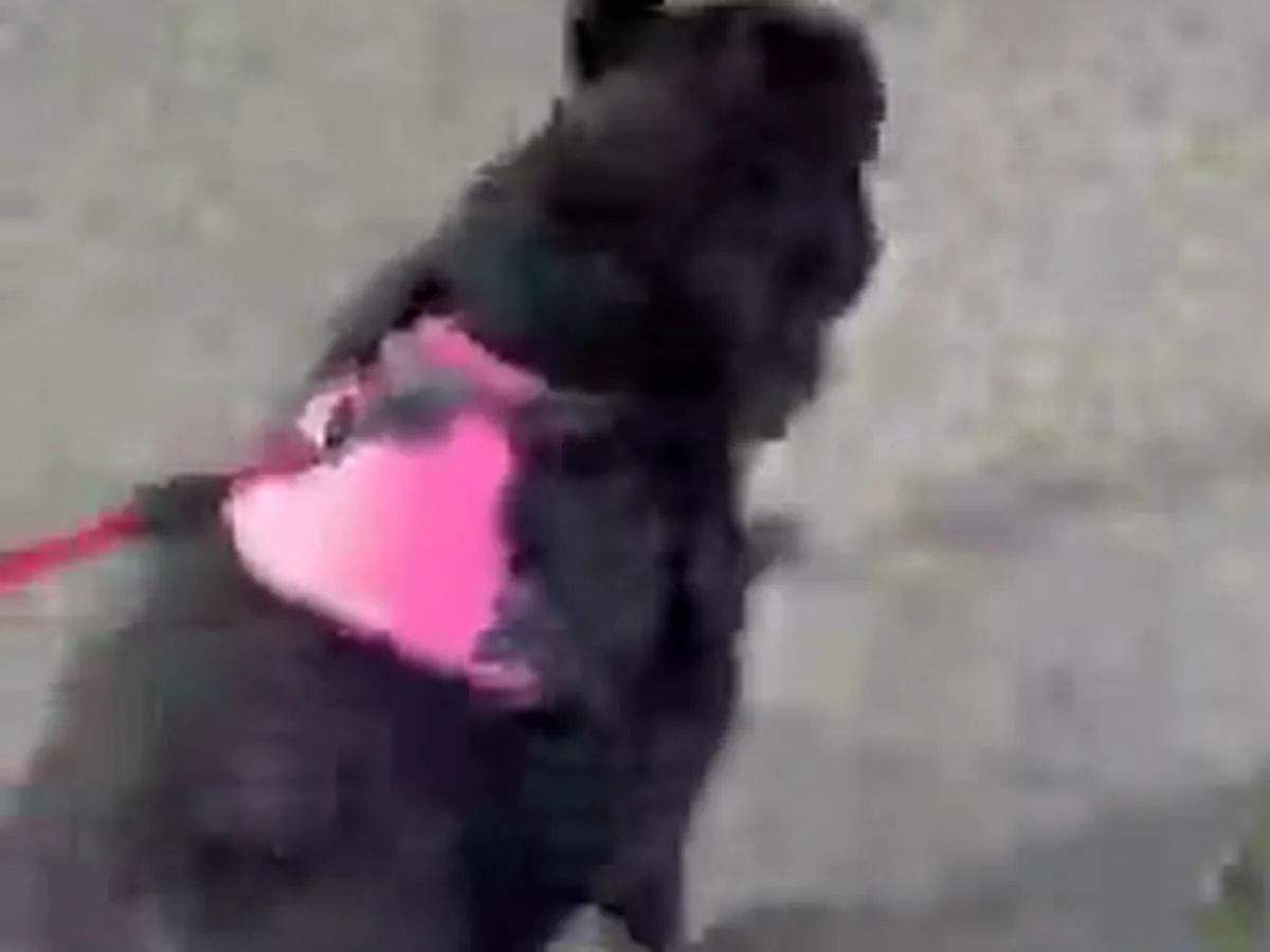 Verchio Chiropractic & Wellness