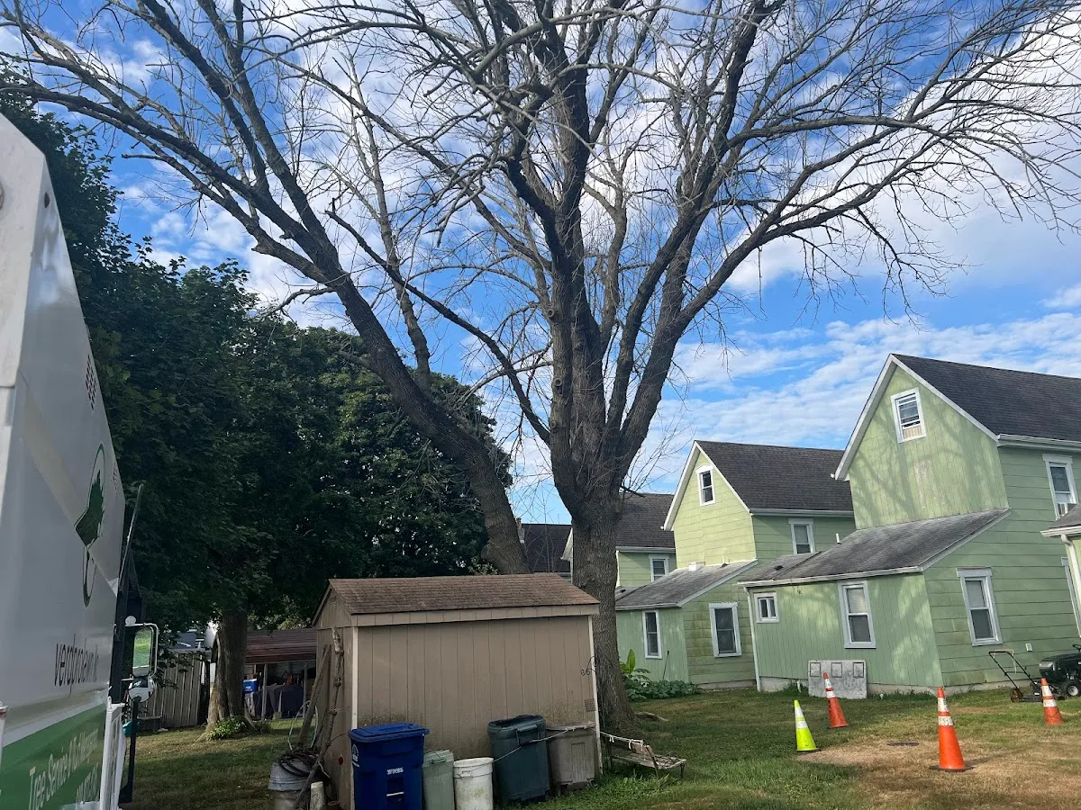 Verdprolawn Tree Service & Turf Management photo 2