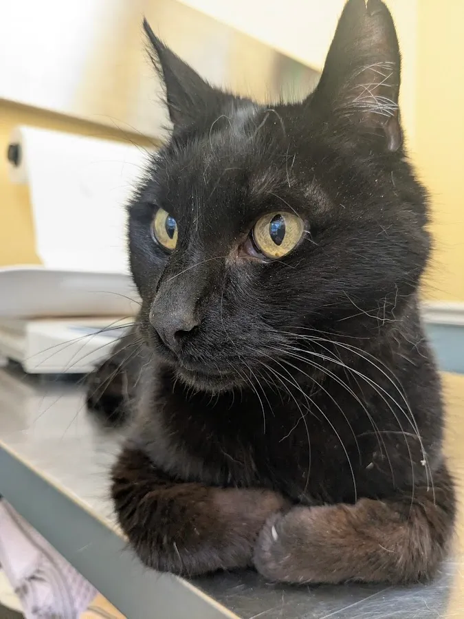 Veterinary Care of Mt Pleasant