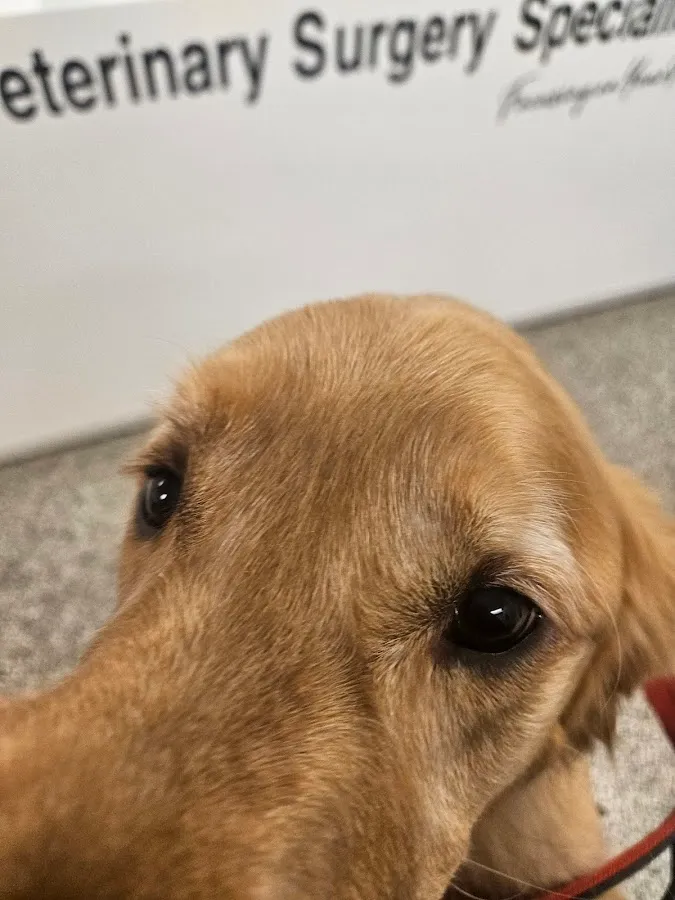 Veterinary Surgery Specialists photo 2