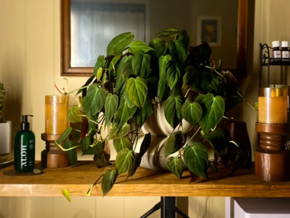 Victoria Lare Massage