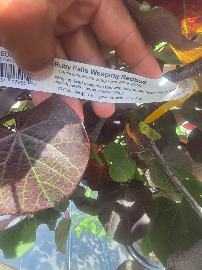 Vidal Landscaping LLC