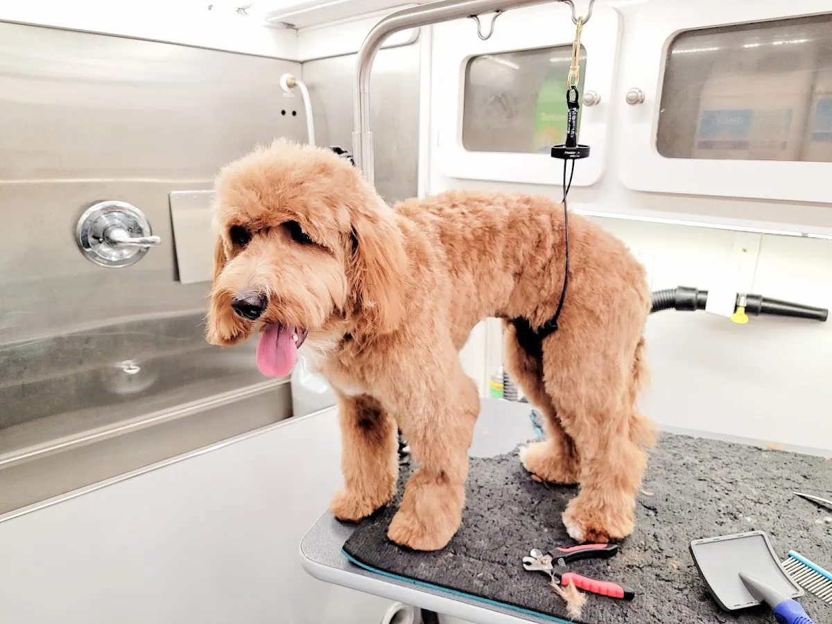 Waggin' Wagon LLC photo 2