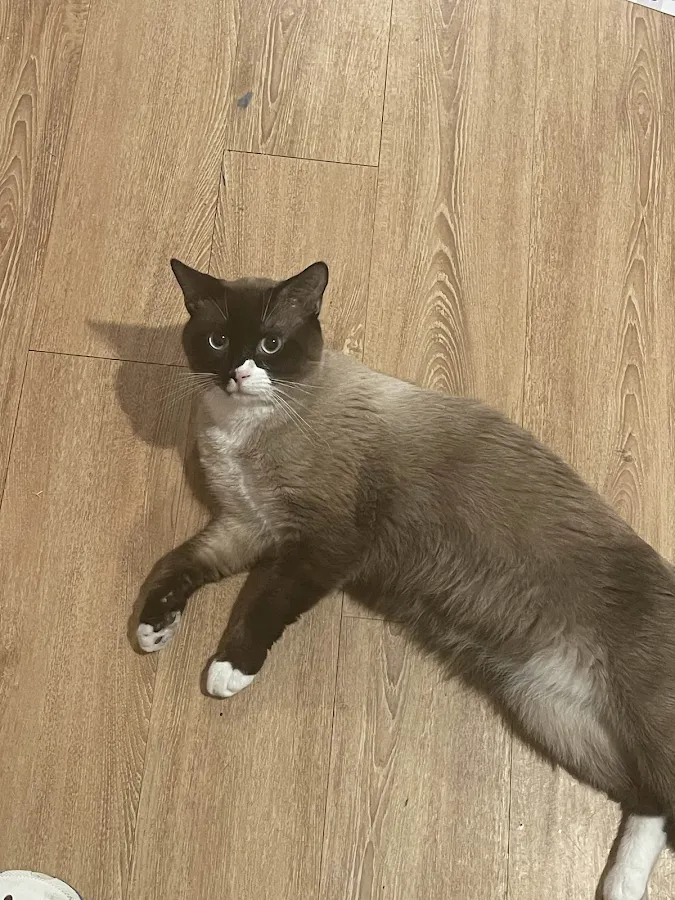 Waggin' Wagon LLC photo 3