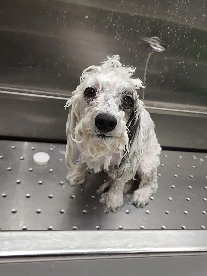 Waggin' Wagon LLC photo 4