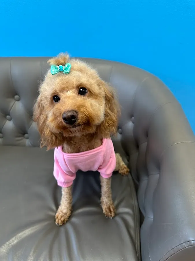 Waggy Tails Dog Grooming Salon photo 2