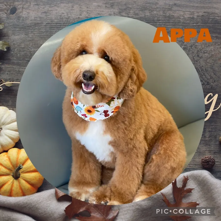 Waggy Tails Dog Grooming Salon photo 4