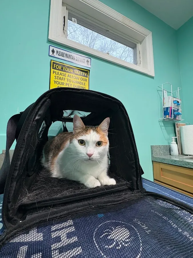 Well Pet Animal Hospital