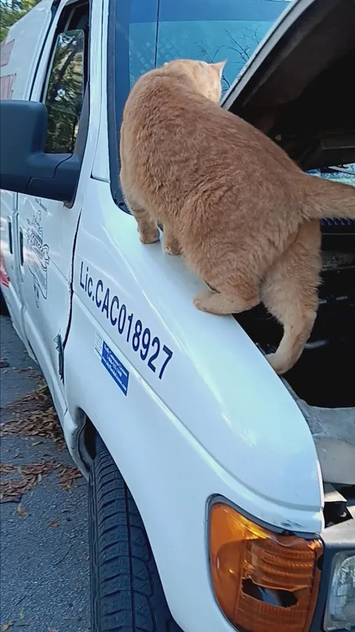 Wildwood Tire Co. photo 3