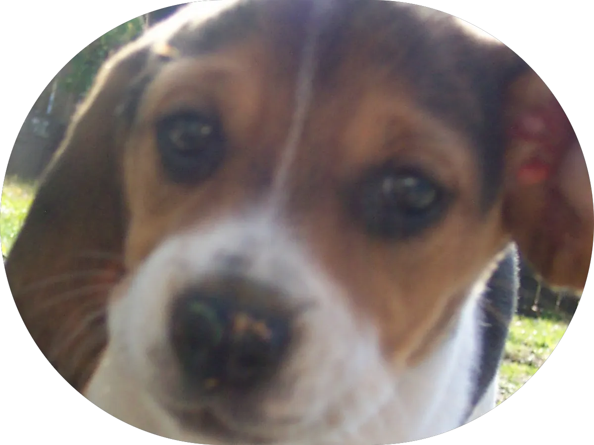 William Anthony Emanuele, DO photo 4