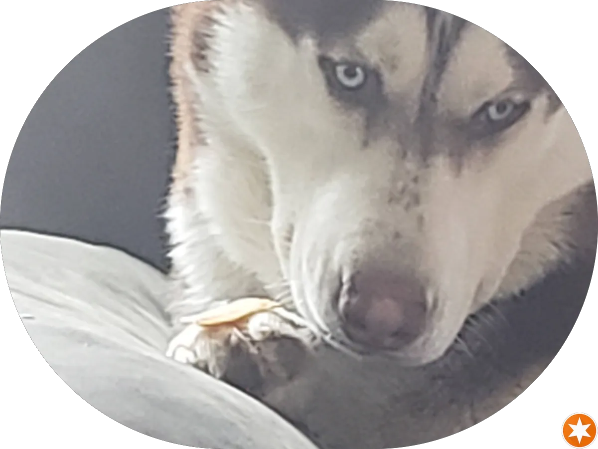 Willier Electric Motor Repair CO photo 4