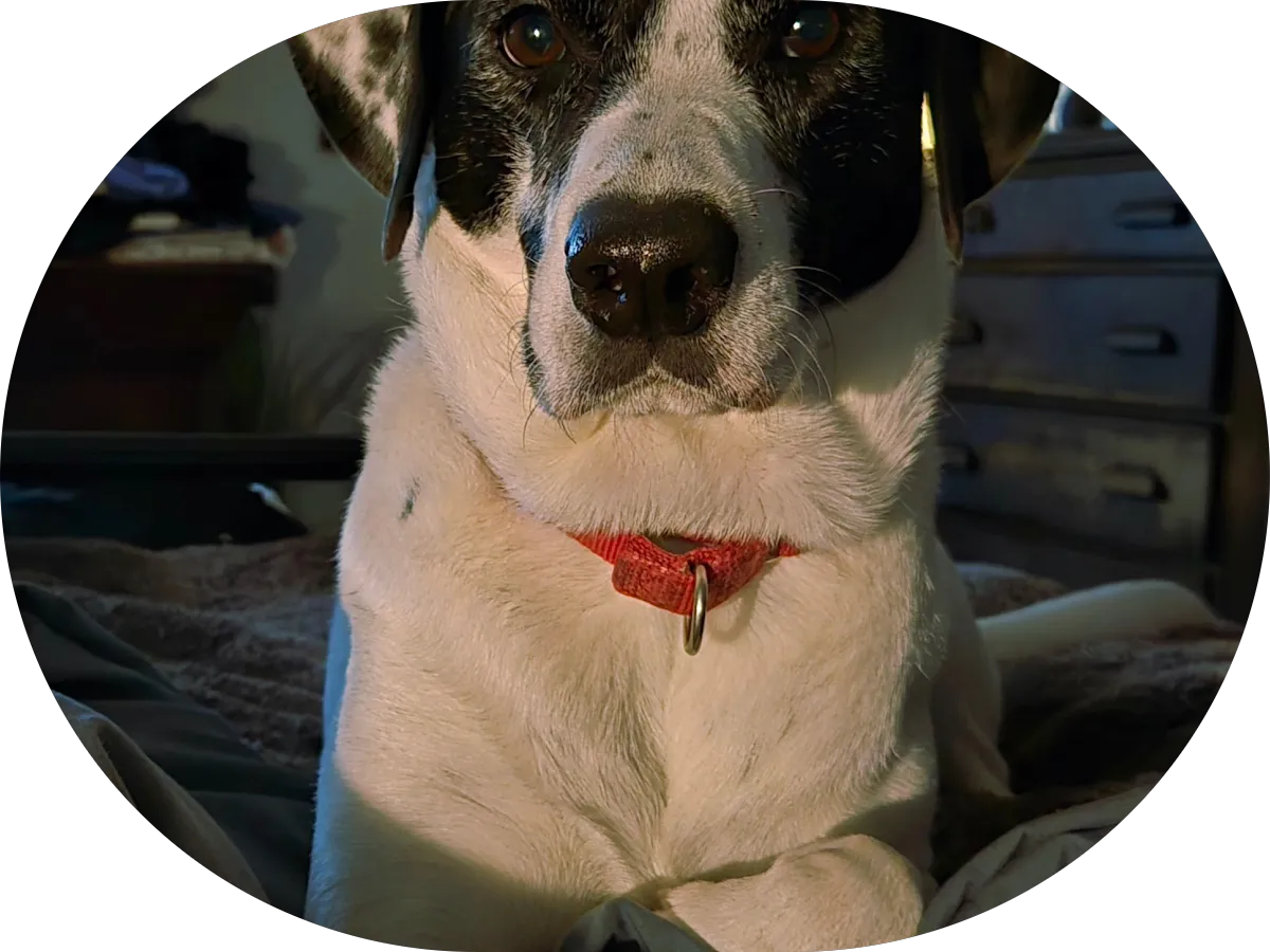 Windrift Kennels photo 4