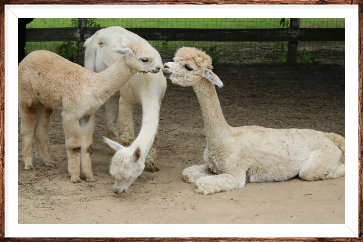 Windy Farm Alpacas photo 2