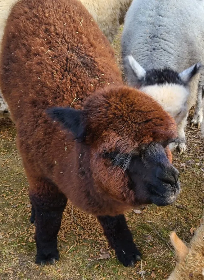 Windy Farm Alpacas photo 3