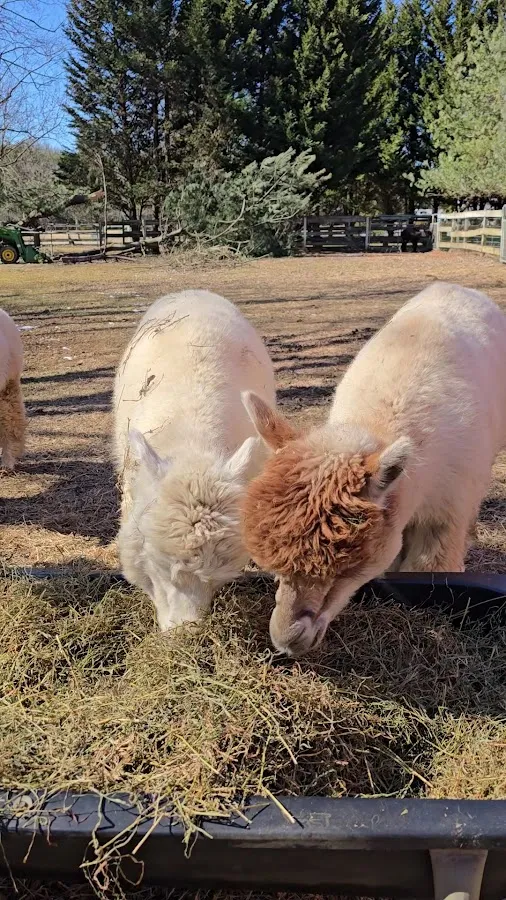 Windy Farm Alpacas photo 4