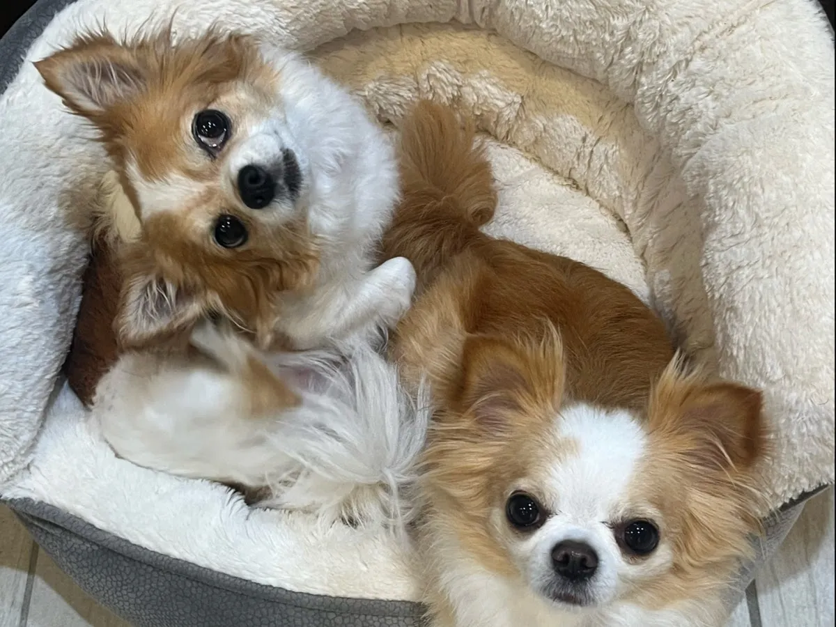 WOOF Day Care & Boarding