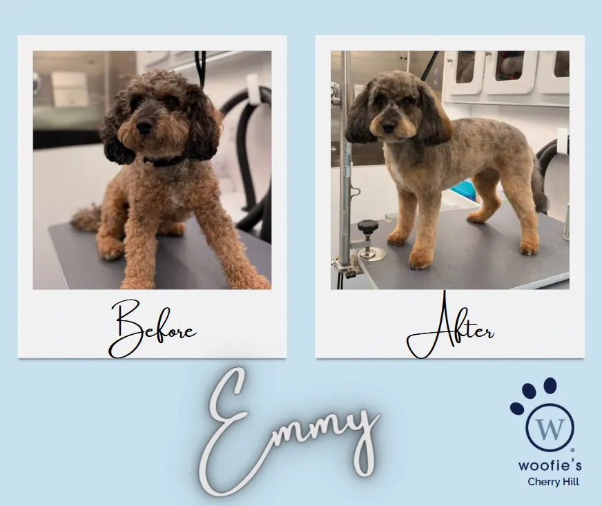 Woofie’s® of Cherry Hill photo 2