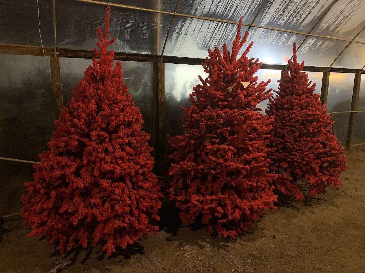 Woolman Nursery photo 3