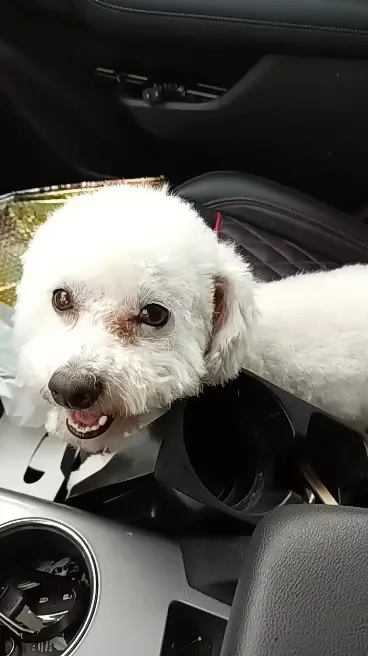 Yarn & Bone Pet Supply Company photo 4